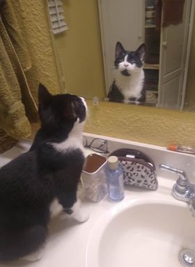 adoptable Cat in Cut Bank, MT named Rizzy