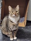 adoptable Cat in cut bank, MT named Tiger Lily