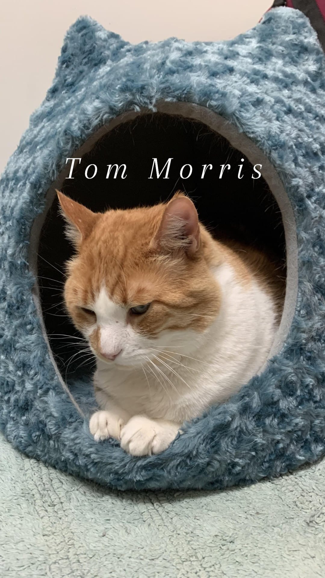 adoptable Cat in Cut Bank, MT named Tom Morris