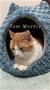 adoptable Cat in , MT named Tom Morris