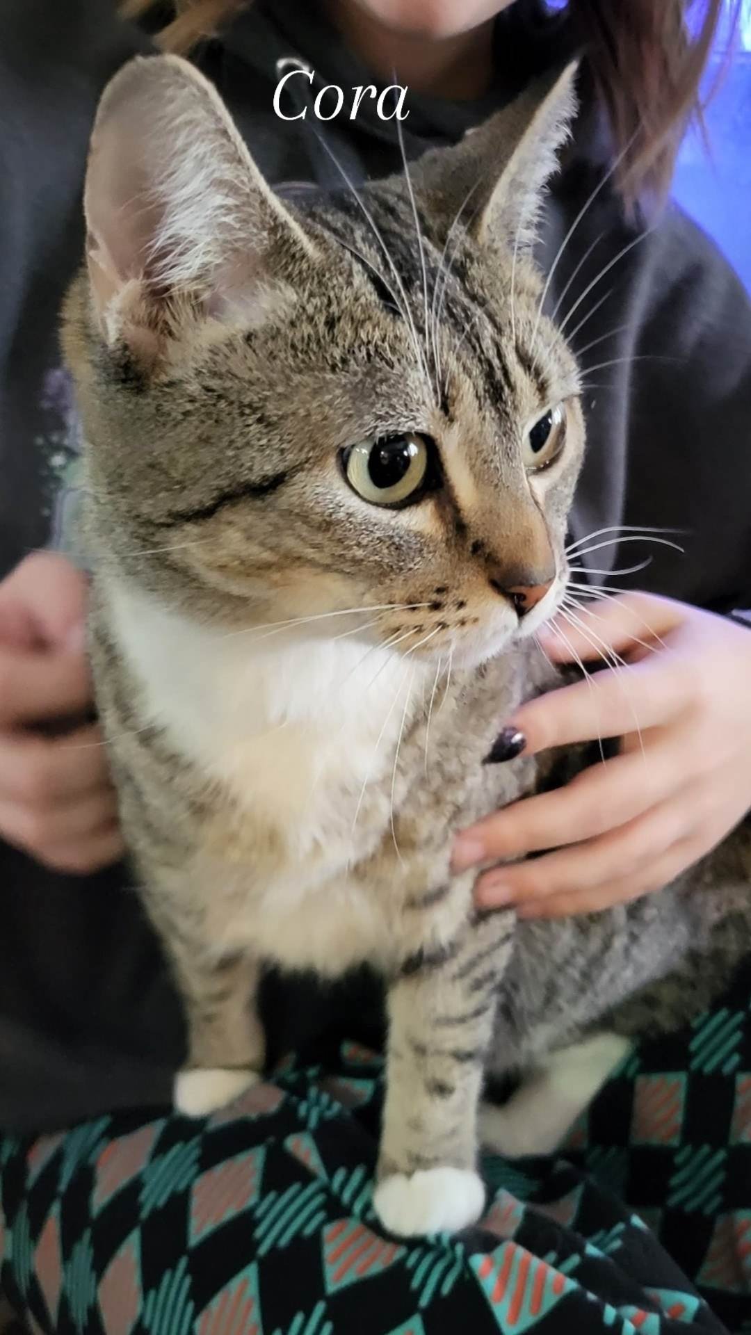 adoptable Cat in Cut Bank, MT named Cora