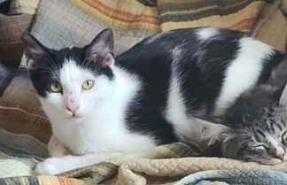 adoptable Cat in Cut Bank, MT named Cal