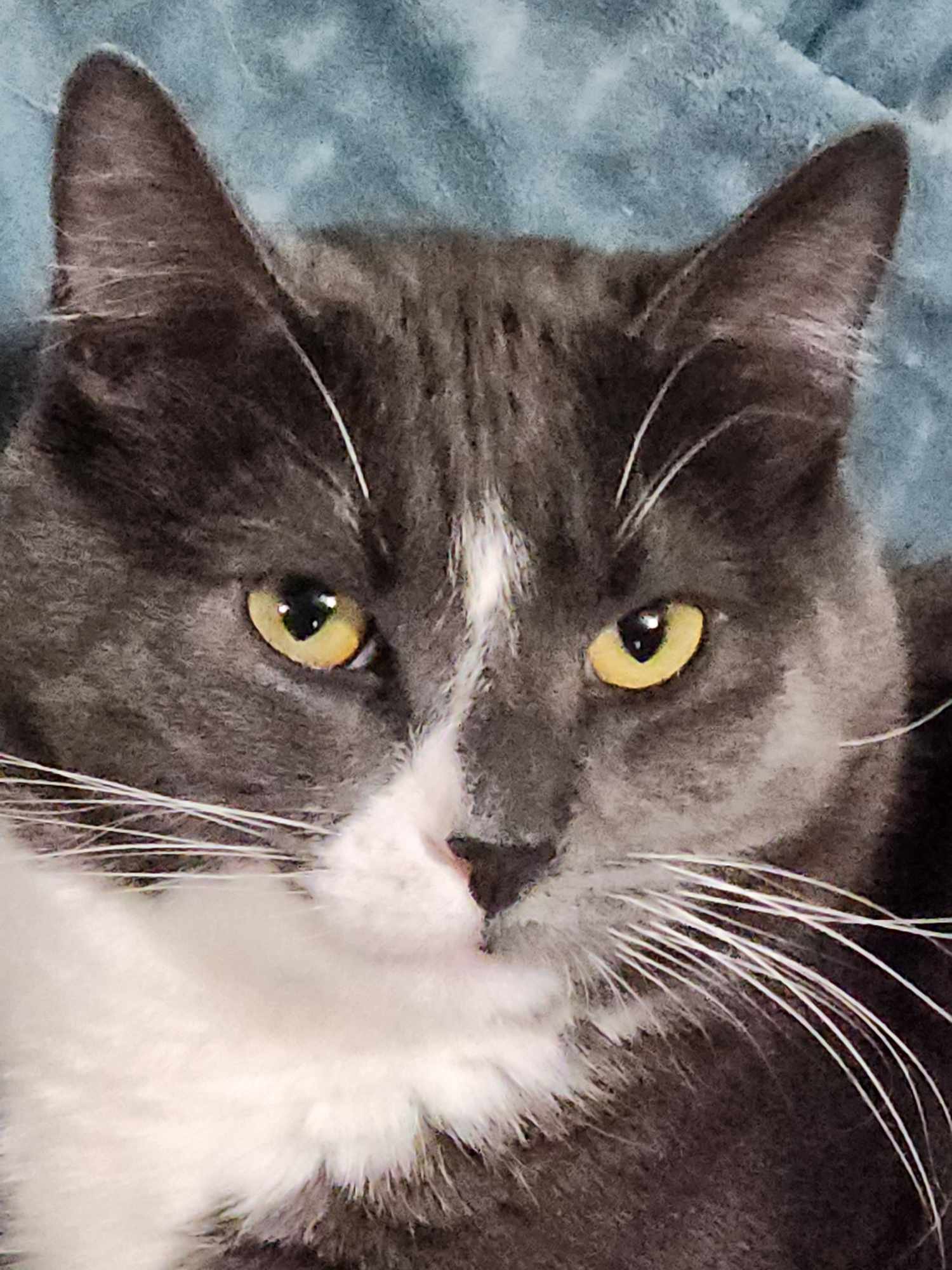 adoptable Cat in Cut Bank, MT named Lightning