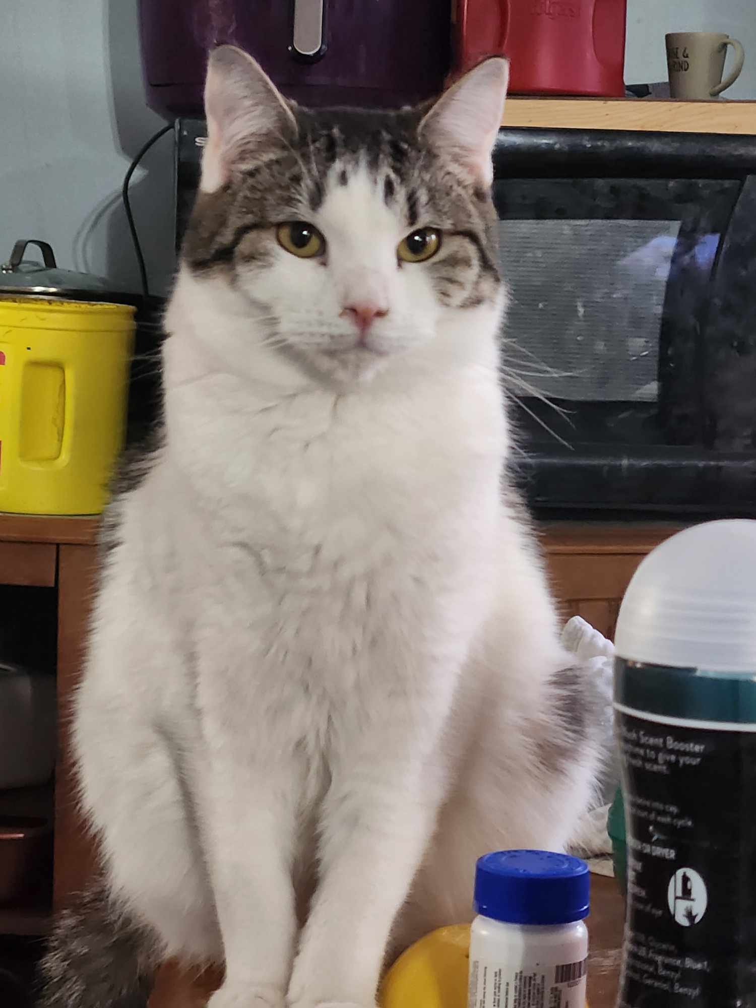 adoptable Cat in Cut Bank, MT named Magnolia