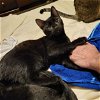 adoptable Cat in cut bank, MT named Sloan