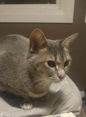 adoptable Cat in Cut Bank, MT named Sophia