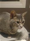 adoptable Cat in cut bank, MT named Sophia