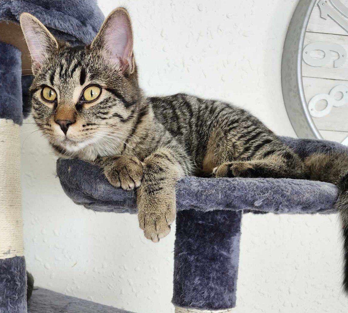 adoptable Cat in Cut Bank, MT named Kerry
