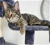 adoptable Cat in , MT named Kerry