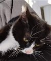 adoptable Cat in , MT named Checkers