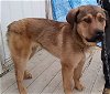 adoptable Dog in , MT named Paddy