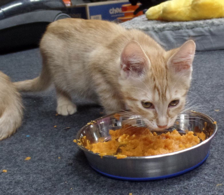 adoptable Cat in Cut Bank, MT named Bobby