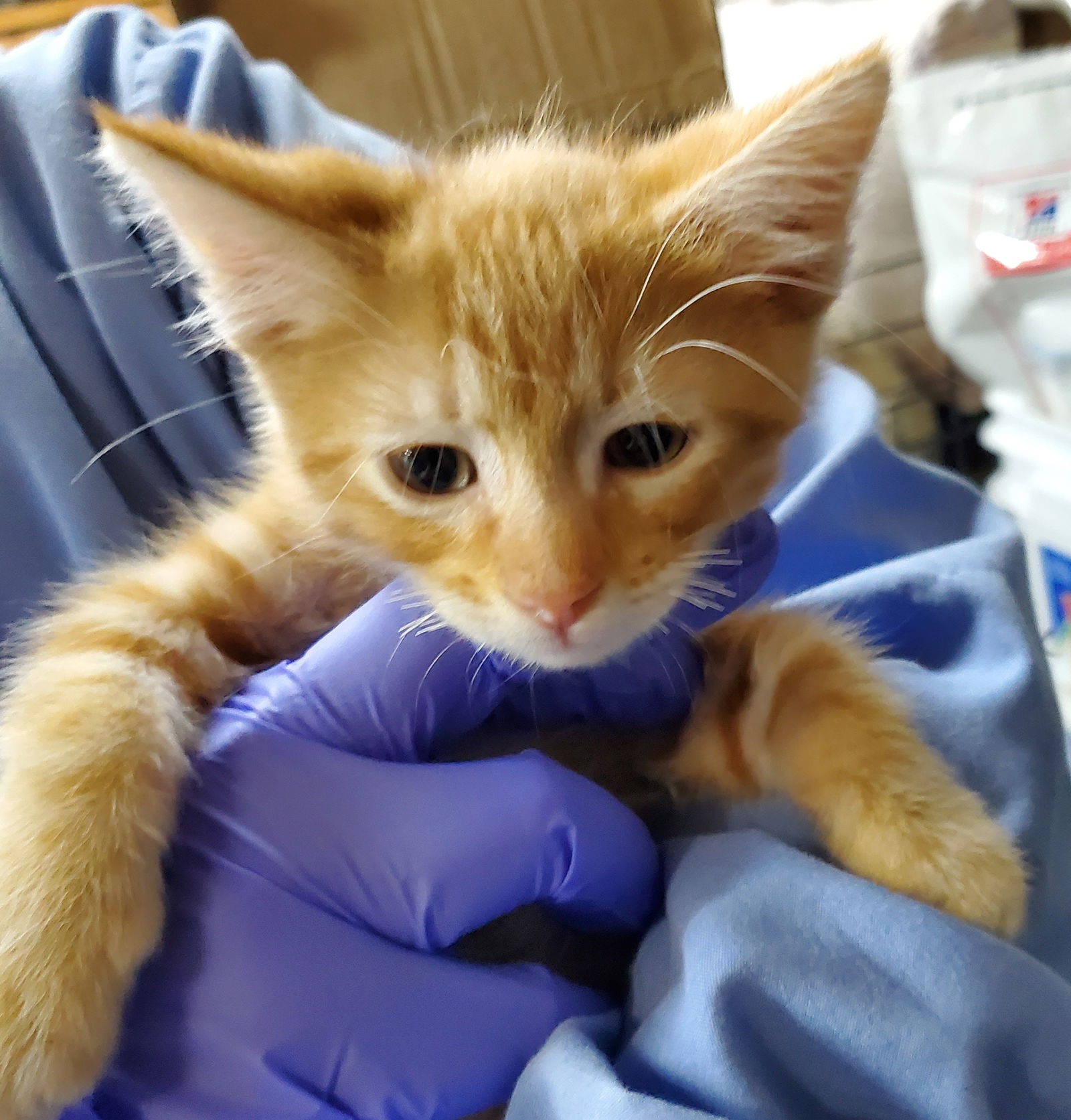 adoptable Cat in Cut Bank, MT named Ethan