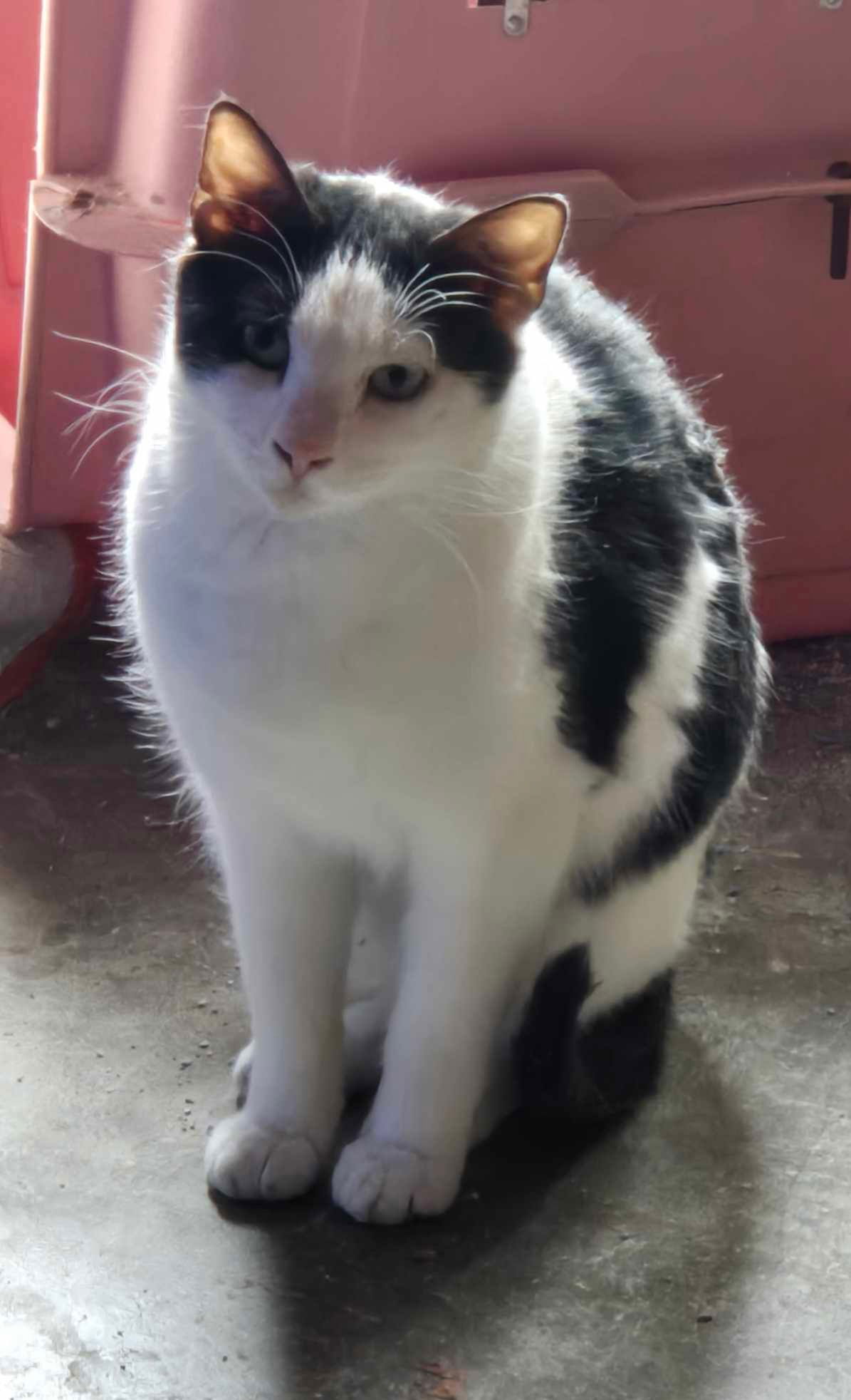 adoptable Cat in Cut Bank, MT named Cal