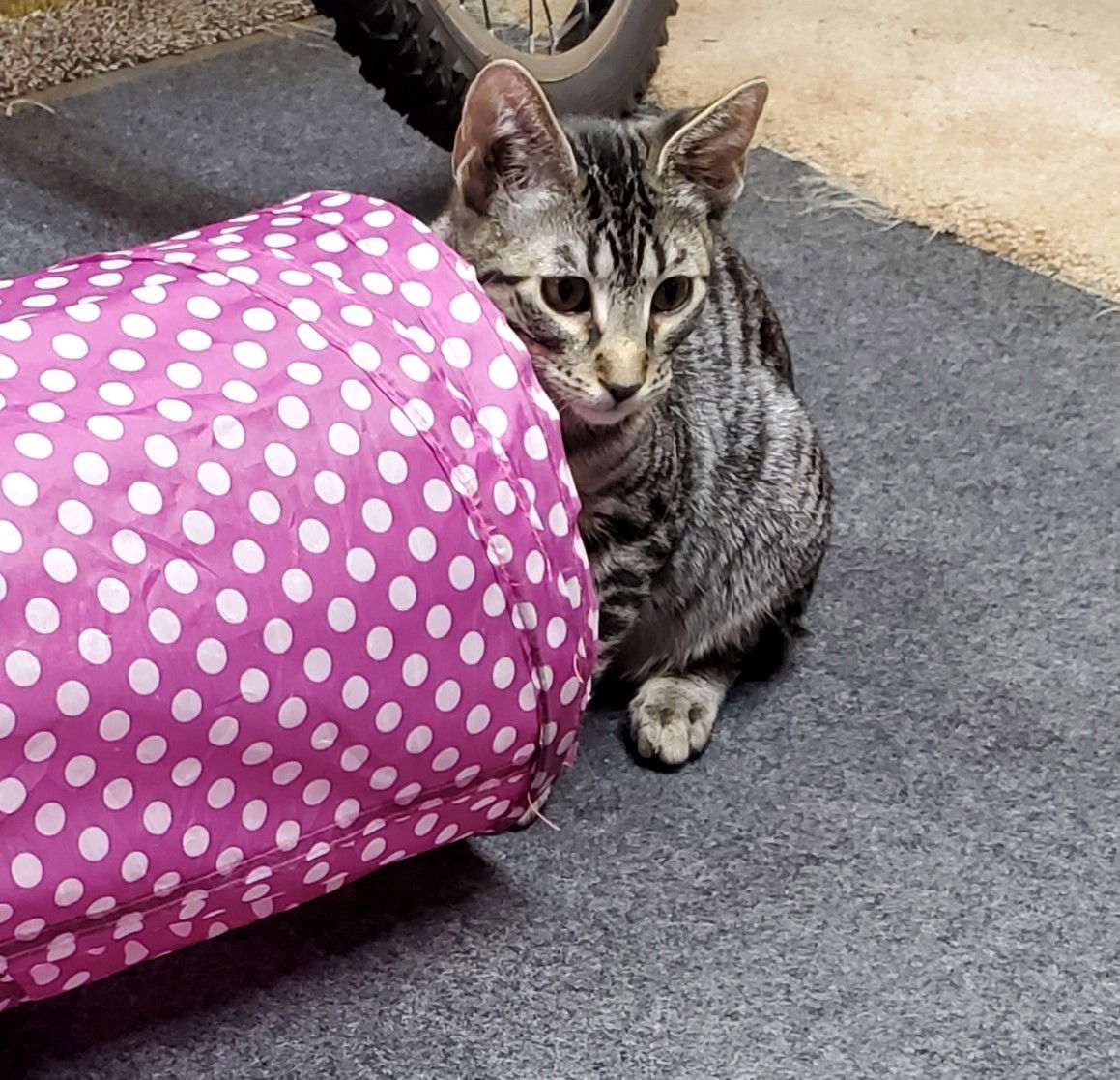 adoptable Cat in Cut Bank, MT named Charm