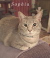 adoptable Cat in  named Sophia