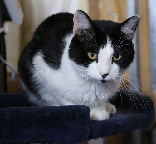 picture of the cat needing adoption