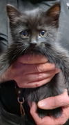 adoptable Cat in , MT named Abel