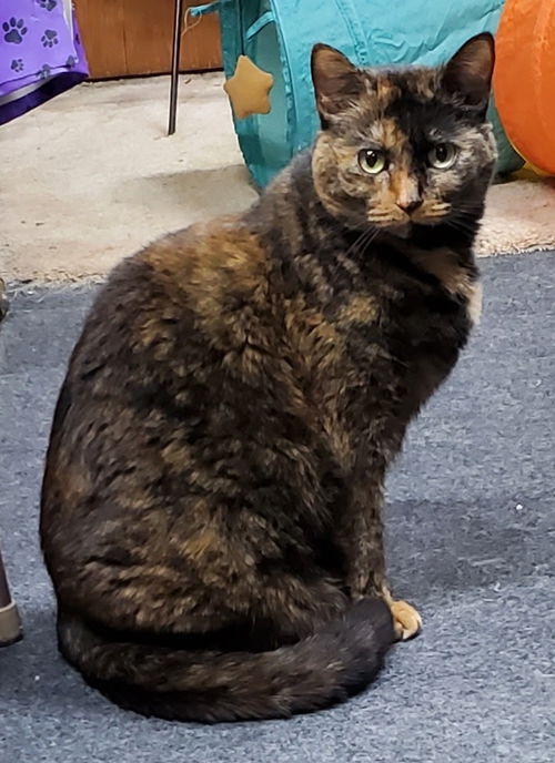 picture of the cat needing adoption