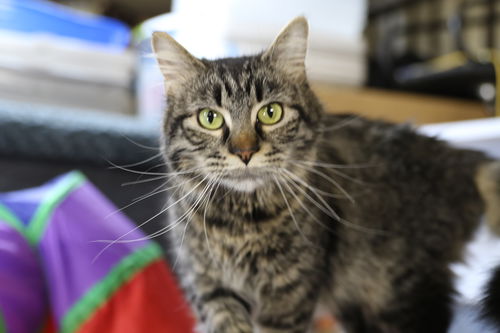 picture of the cat needing adoption
