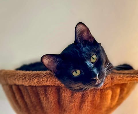 picture of the cat needing adoption