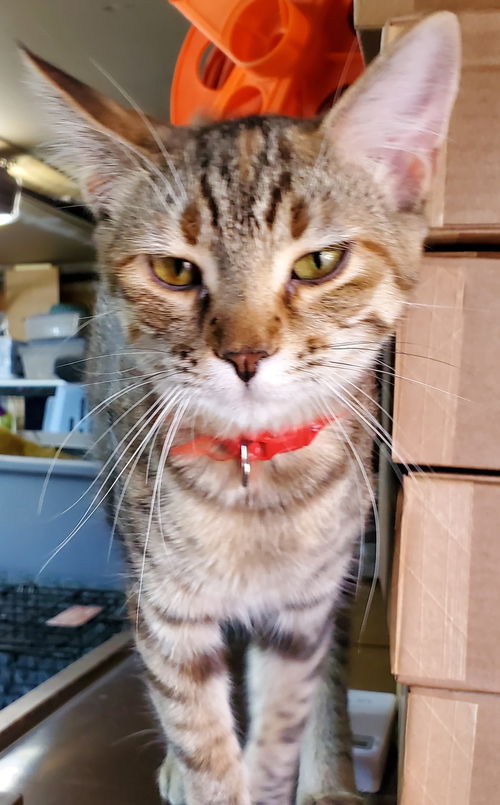picture of the cat needing adoption