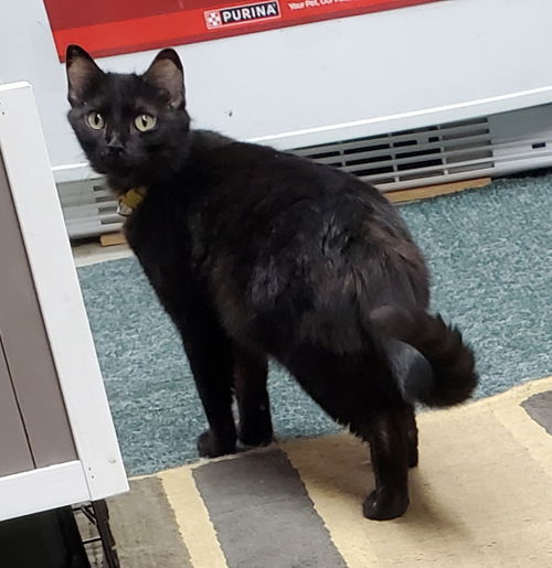 picture of the cat needing adoption