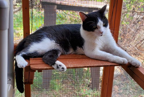 picture of the cat needing adoption