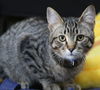 adoptable Cat in  named Ziggy