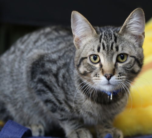 picture of the cat needing adoption