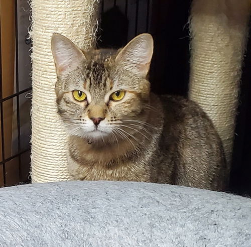 picture of the cat needing adoption