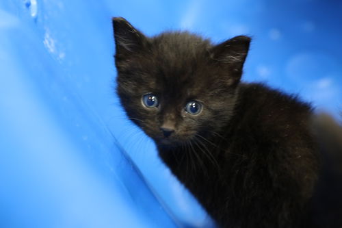 picture of the cat needing adoption