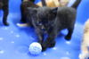 adoptable Cat in  named Rowan