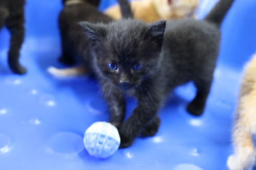 picture of the cat needing adoption