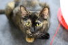 adoptable Cat in  named Meeps