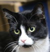 adoptable Cat in  named Checkers