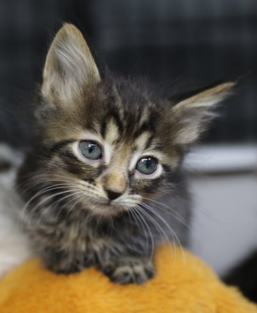 Kenny, an adoptable Tabby in Cut Bank, MT