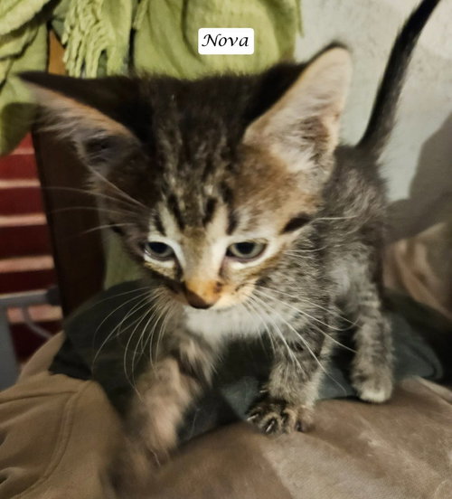 Shippo, an adoptable Tabby in Cut Bank, MT