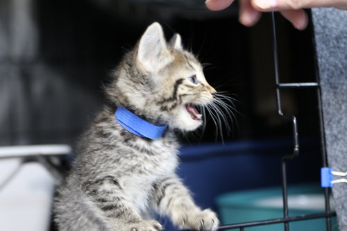 Nora, an adoptable Tabby in Cut Bank, MT