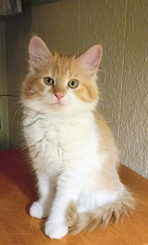 Roxy, an adoptable Domestic Long Hair in Cut Bank, MT