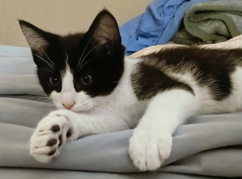 Ozzy, an adoptable Domestic Long Hair in Cut Bank, MT