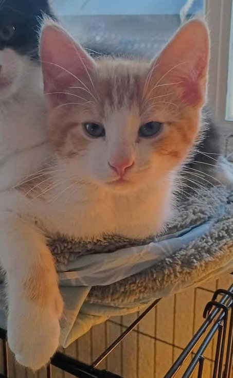 Jack, an adoptable Domestic Medium Hair in Cut Bank, MT