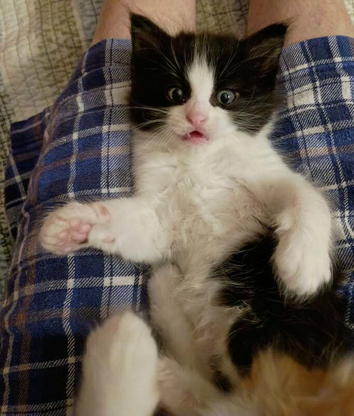 Axel, an adoptable Domestic Medium Hair in Cut Bank, MT