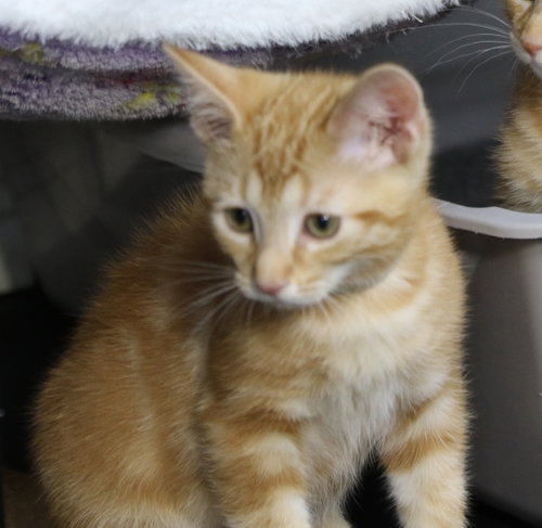Daffy, an adoptable Domestic Short Hair in Cut Bank, MT