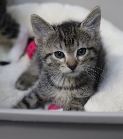 Amos, an adoptable Domestic Short Hair in Cut Bank, MT