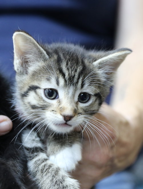 Kate, an adoptable Domestic Short Hair in Cut Bank, MT