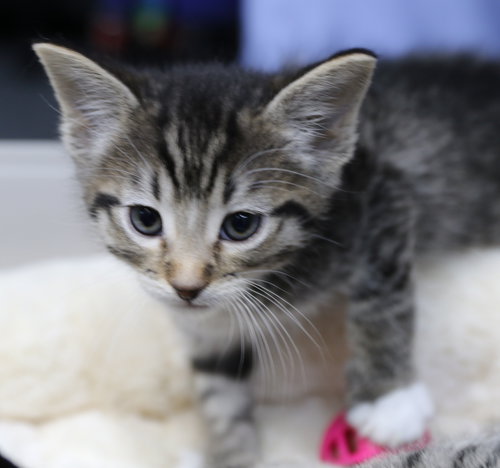 Luke, an adoptable Domestic Short Hair in Cut Bank, MT