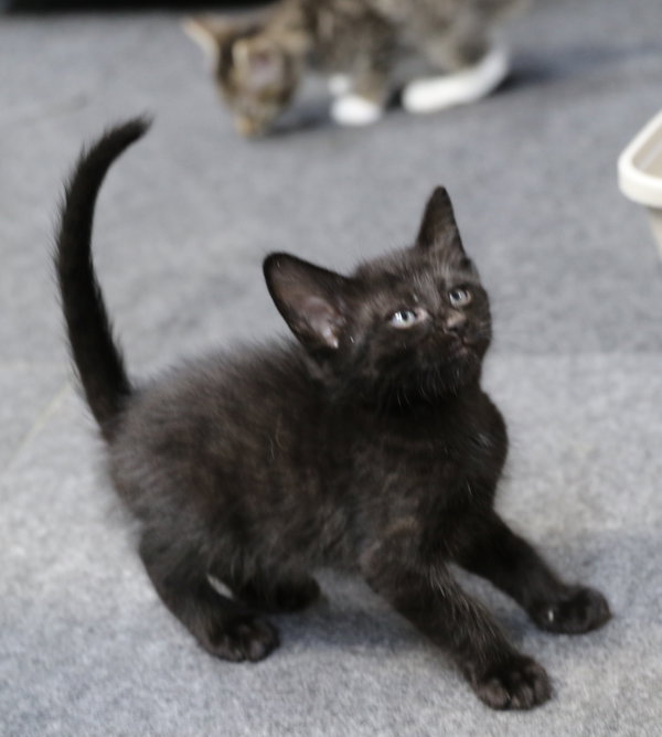Mowgli