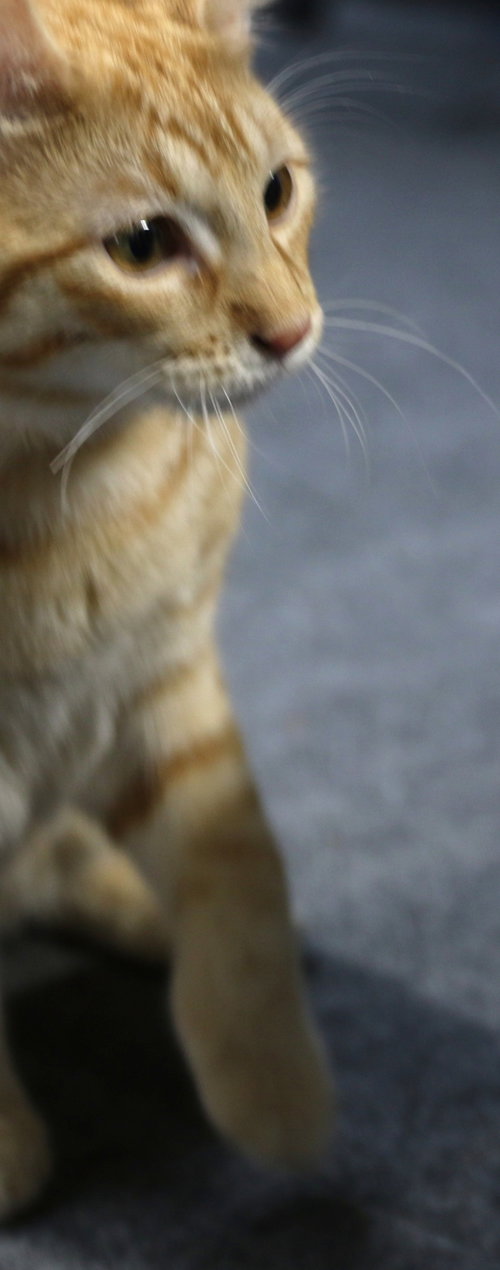 Daffy photo 4