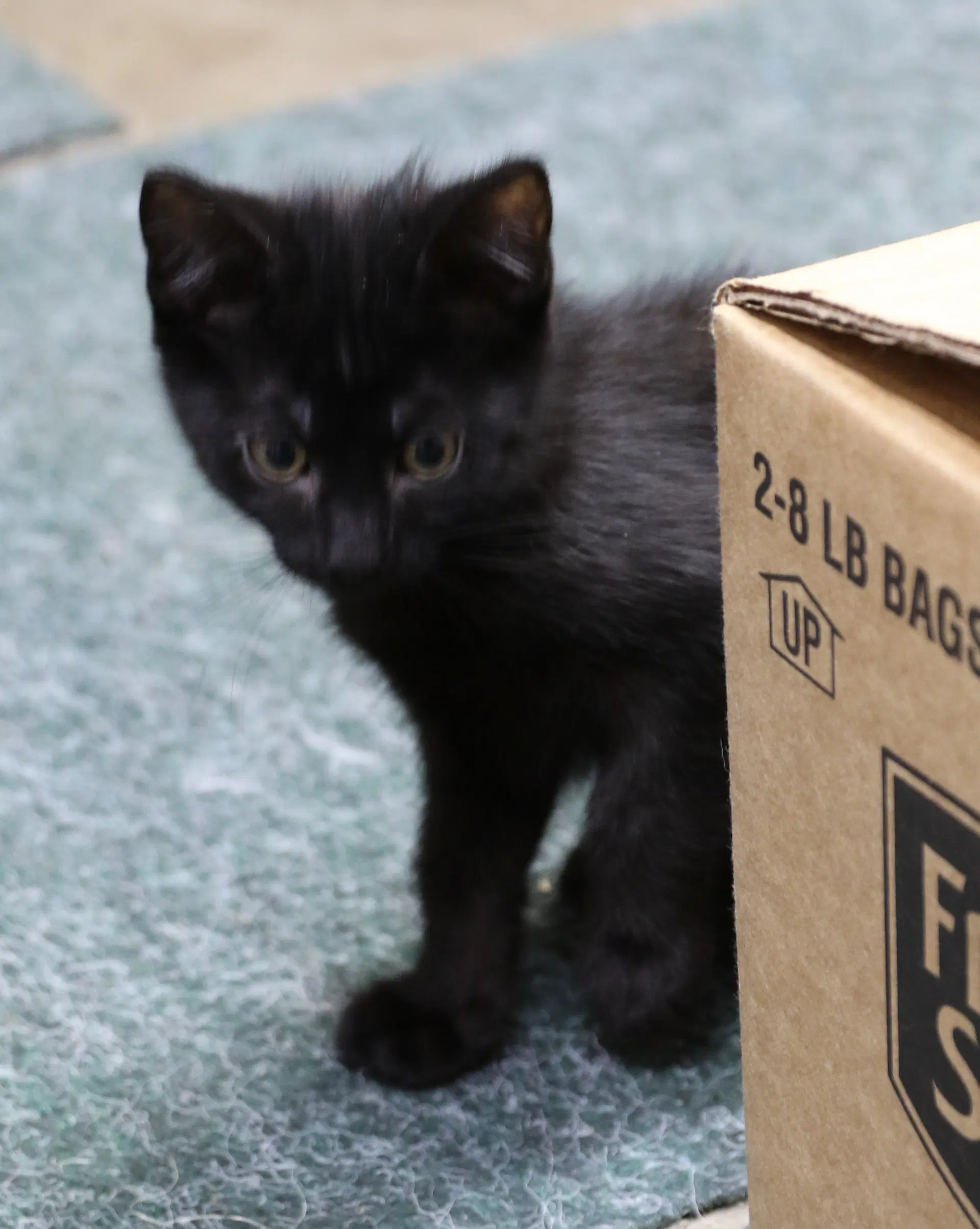 Bora - Domestic Short Hair